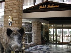 Divlje   svinje postale su stalni gosti najfrekventnijih gradskih turisti�kih   zona – hotel Bellevue * ILUSTRACIJA